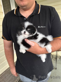 Zdjęcie №1. szpic miniaturowy - na sprzedaż w Warszawa | negocjowane | Zapowiedź №163386