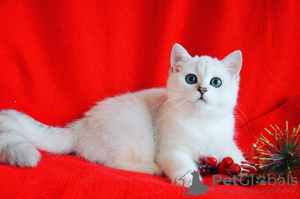 Zdjęcie №1. kot brytyjski krótkowłosy - na sprzedaż w Nikolaev | 3692zł | Zapowiedź № 8327