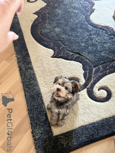 Zdjęcie №4. Sprzedam yorkshire terrier w Tbilisi. prywatne ogłoszenie - cena - 2541zł