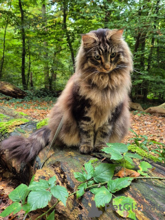 Zdjęcie №2 do zapowiedźy № 163021 na sprzedaż  kot norweski leśny - wkupić się Norwegia hodowca