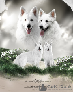 Zdjęcie №1. biały owczarek szwajcarski - na sprzedaż w Mińsk | negocjowane | Zapowiedź №61151