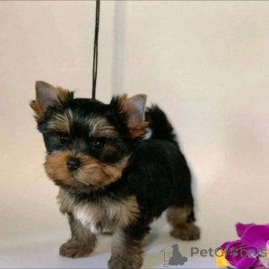 Zdjęcie №1. yorkshire terrier biewer - na sprzedaż w Miasto Tennessee | 3012zł | Zapowiedź №166142