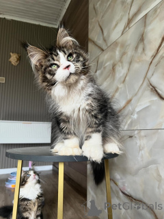 Zdjęcie №1. maine coon - na sprzedaż w Kassel | negocjowane | Zapowiedź № 169923