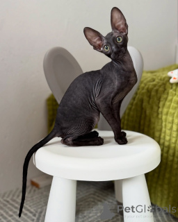 Zdjęcie №1. kot cornish rex - na sprzedaż w Berlin | negocjowane | Zapowiedź № 164283
