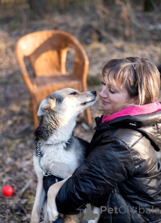 Zdjęcie №4. Sprzedam pies nierasowy w Москва.  - cena - Bezpłatny
