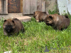 Zdjęcie №3. Szczenięta Chow Chow. Serbia