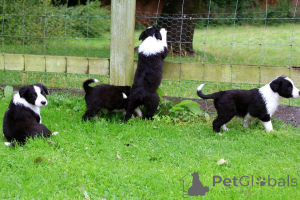 Zdjęcie №3. Szczenięta Border Collie. Szwecja