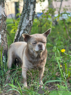 Dodatkowe zdjęcia: Chihuahua