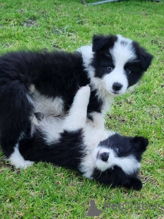 Zdjęcie №1. border collie - na sprzedaż w Duisburg | 1017zł | Zapowiedź №129745