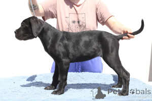 Zdjęcie №2 do zapowiedźy № 140502 na sprzedaż  cane corso - wkupić się Rumunia hodowca
