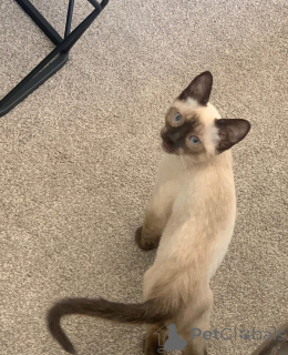 Zdjęcie №3. Koty syjamskie na sprzedaż lojalne, wokalne i piękne. Niemcy