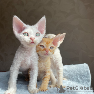 Zdjęcie №1. devon rex - na sprzedaż w Rzym | negocjowane | Zapowiedź № 133541