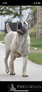 Zdjęcie №1. cane corso - na sprzedaż w Belgrad | Bezpłatny | Zapowiedź №81997