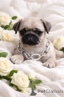 Zdjęcie №1. mops - na sprzedaż w Dnipro | 2392zł | Zapowiedź №165045