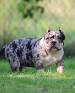 Zdjęcie №1. american bully - na sprzedaż w Augsburg | 4779zł | Zapowiedź №147471