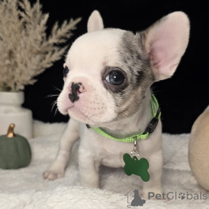 Zdjęcie №4. Sprzedam buldog francuski w Calowa plaża. prywatne ogłoszenie - cena - negocjowane