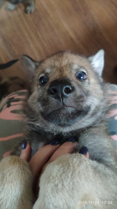 Zdjęcie №1. wilczak czechosłowacki - na sprzedaż w Tula | Negocjowane | Zapowiedź №4056