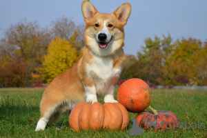 Zdjęcie №4. Sprzedam welsh corgi w Charków. prywatne ogłoszenie, od żłobka, hodowca - cena - 6493zł