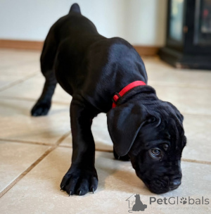 Zdjęcie №4. Sprzedam cane corso w Fagervik. hodowca - cena - negocjowane