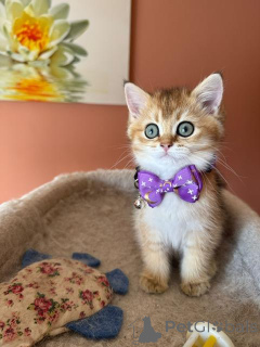 Zdjęcie №1. kot brytyjski krótkowłosy - na sprzedaż w Aarschot | negocjowane | Zapowiedź № 158620