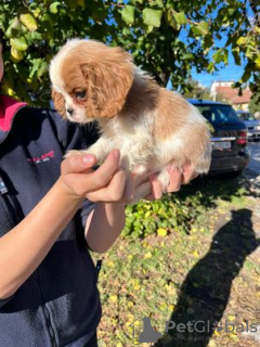 Dodatkowe zdjęcia: Cavalier King Charles Spaniel