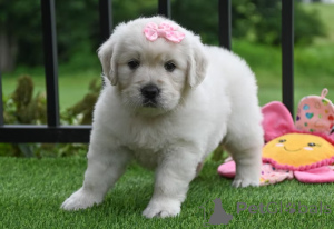 Zdjęcie №4. Sprzedam golden retriever w Marsylia. prywatne ogłoszenie, hodowca - cena - 4784zł