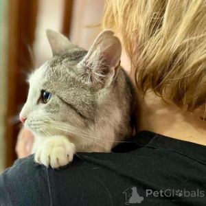 Zdjęcie №3. Puszysty kot utkany ze światła księżyca i srebra.. Federacja Rosyjska