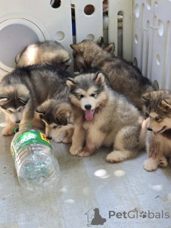 Zdjęcie №1. alaskan malamute - na sprzedaż w Lille | 2153zł | Zapowiedź №160560