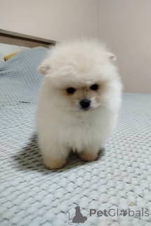 Zdjęcie №3. Piękne Niedźwiedzie Bo. Serbia