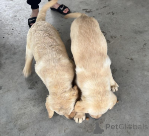 Zdjęcie №1. labrador retriever - na sprzedaż w Beresje | negocjowane | Zapowiedź №170566