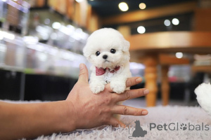 Zdjęcie №3. Dom szczeniąt Dean Janet Kay. USA