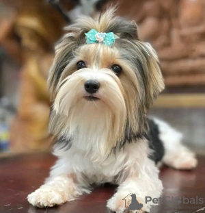 Zdjęcie №3. Biewer Yorkshire Terrier Girl. Polska