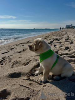 Zdjęcie №2 do zapowiedźy № 164564 na sprzedaż  labrador retriever - wkupić się Finlandia hodowca