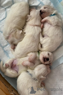 Zdjęcie №1. pies nierasowy - na sprzedaż w Kendall | 1298zł | Zapowiedź №155660