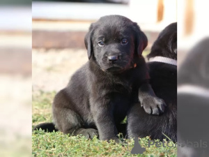Zdjęcie №3. Słodkie małe szczenięta Labrador. Niemcy