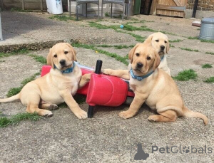 Zdjęcie №3. Labrador-welpen ab sofort für neue famiie verfügbar. Niemcy