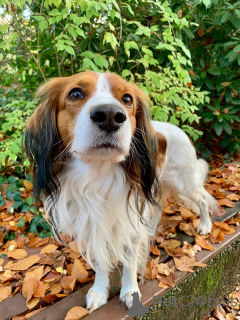 Zdjęcie №1. kooikerhondje - na sprzedaż w Flemalle | 2317zł | Zapowiedź №159197