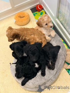 Zdjęcie №3. Loodlepoo Puppies..WhatsApp mnie pod numerem 44 7453 907158. Holandia