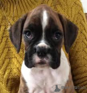 Zdjęcie №3. Prachtige Boxer-puppy's te koop. Belgia