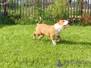 Dodatkowe zdjęcia: Amerykański Staffordshire Terrier