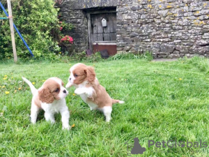 Zdjęcie №3. Urocze szczenięta Cavalier King Charles do bezpłatnej adopcji. Niemcy