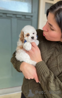 Zdjęcie №1. cavalier king charles spaniel - na sprzedaż w Măgurele | negocjowane | Zapowiedź №165233