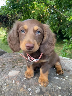 Zdjęcie №4. Sprzedam jamnik w Valmadonna. hodowca - cena - negocjowane