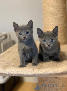 Zdjęcie №1. rosyjski niebieski - na sprzedaż w Al Wakrah | negocjowane | Zapowiedź № 158677