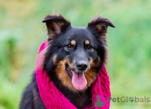 Zdjęcie №1. pies nierasowy - na sprzedaż w Rzeka Moskwa | Bezpłatny | Zapowiedź №156498