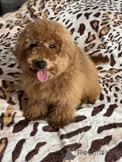 Zdjęcie №3. Pudel zabawkowy, dziewczynka, 7 miesięcy. Ukraina