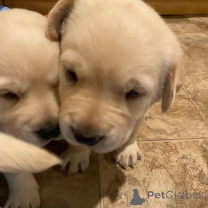 Zdjęcie №1. labrador retriever - na sprzedaż w Calw | negocjowane | Zapowiedź №162466