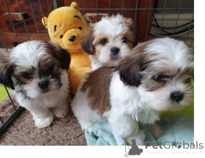 Zdjęcie №1. shih tzu - na sprzedaż w Delbruk | 1674zł | Zapowiedź №171451