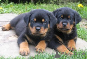 Zdjęcie №1. rottweiler - na sprzedaż w Kopenhaga | negocjowane | Zapowiedź №157972