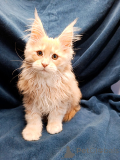 Dodatkowe zdjęcia: Elegancki kotek chłopiec